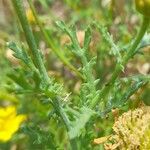 Anacyclus radiatus Leht
