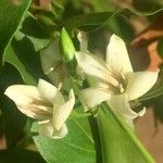 Kraussia floribunda Flor