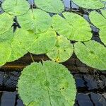 Nymphaea elegans Frunză