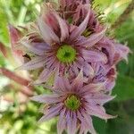 Sempervivum montanum花