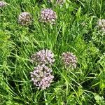 Allium angulosum Цветок