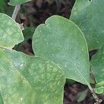 Brunfelsia latifolia Leaf