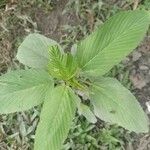 Caperonia palustris पत्ता