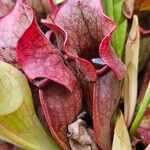 Sarracenia purpurea 葉