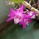 Dendrobium moniliforme Leaf
