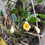 Dendrobium jenkinsii Flor