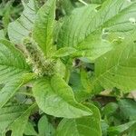 Amaranthus spinosus 葉