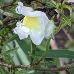 Antirrhinum braun-blanquetiiBlüte