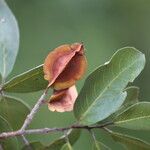 Combretum collinum Fruit