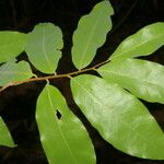 Oxandra venezuelana Hoja