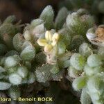 Chenoleoides tomentosa Fruit