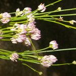 Polygala longicaulis फूल