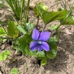 Viola sororia Blomst