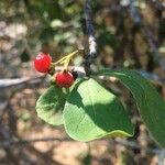 Ehretia amoena Hoja