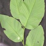 Piper prismaticum Leaf