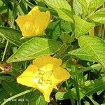 Ludwigia peruviana Λουλούδι