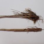 Juncus triglumis Bark