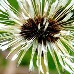 Taraxacum rubicundum Mbuma