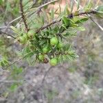 Vaccinium madagascariense Fruit