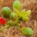 Hibiscus aponeurus Fruto