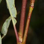 Salix planifolia Corteza