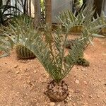 Encephalartos horridus Folha