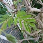 Calliandra tweediei Leaf