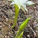 Lobivia ancistrophora Habit