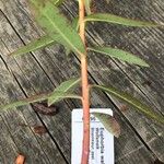 Euphorbia wallichii Bark