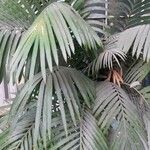 Cycas circinalis Folha