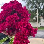 Celosia argenteaFlower