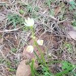 Nothoscordum bivalve Flower