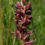 Anacamptis coriophora Otro