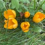 Crocus chrysanthus Blüte