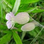 Silene vulgaris Flower