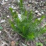 Amsonia ciliata Lapas