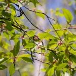 Prunus pensylvanica Blatt