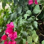 Bougainvillea spp. Blad