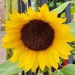 Helianthus giganteus Flower