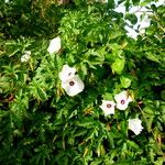 Ipomoea pandurata Hábito