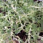 Sedum acreЛисток