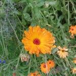 Calendula suffruticosa Blüte