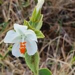 Hibiscus flavifolius 花