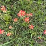 Castilleja indivisa Flor