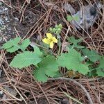 Brassica fruticulosa Habit