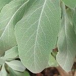 Salvia apiana Blatt