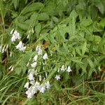 Adenophora liliifolia Elinympäristö