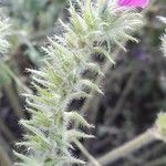 Echium plantagineum Blatt