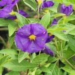 Lycianthes rantonnetii Fula