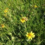 Arnica mollis Flower